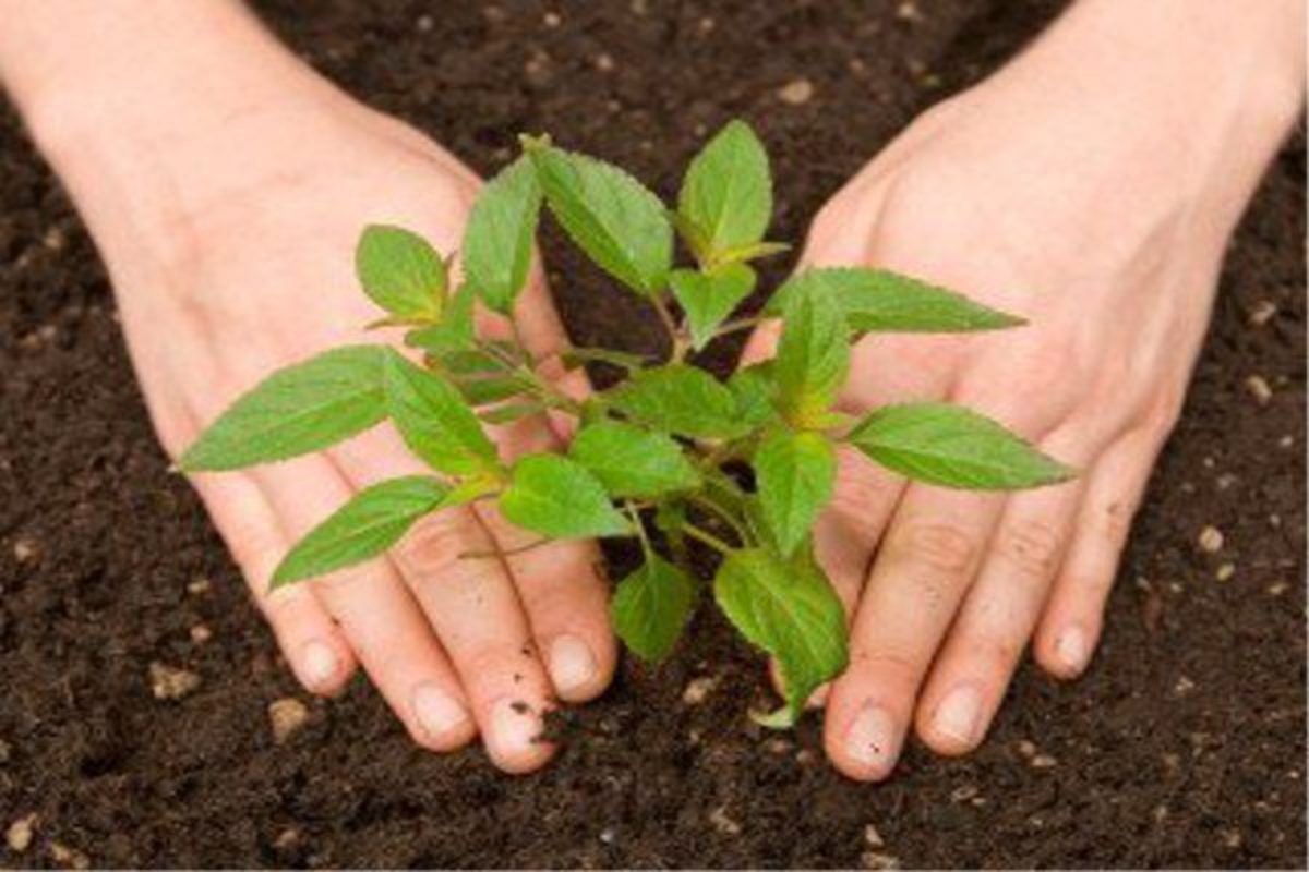 पहल: पौधरोपण कर एनजीओ ने दिया पर्यावरण की सुरक्षा का संदेश