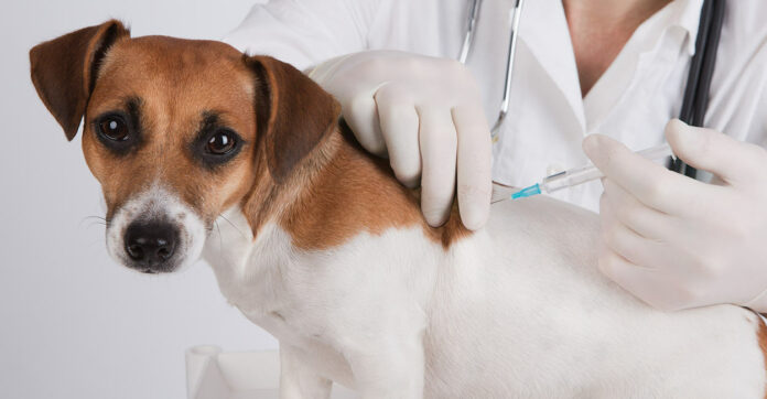 dog-vaccination-
